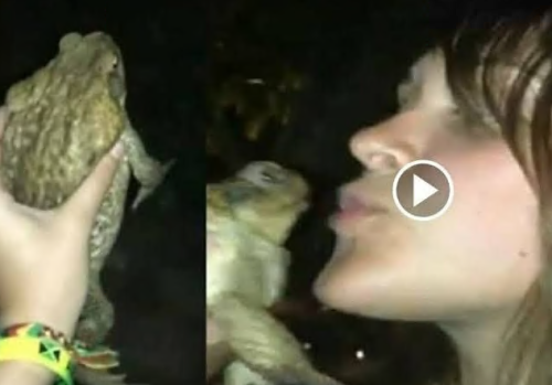 One-Girl-One-Frog-Viral-Sex-Video.png